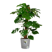 greensense aqua care round 30cm light concrete